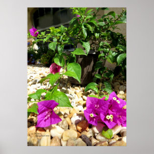 Roze Bougainvillea bloemen Poster