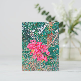 Roze Bougainvillea Bloesems Bloemrijke Ansichtkaar Briefkaart
