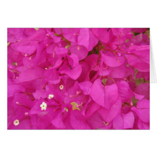 Roze Bougainvillea Flower (Griekenland)