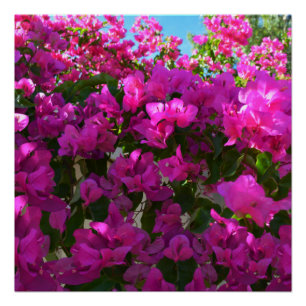 Roze Bougainvillea Flowers, Poster