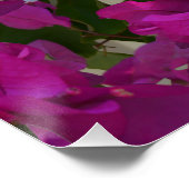 Roze Bougainvillea Flowers, Poster (Hoek)