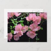 Roze Bouganvilla Clusters Briefkaart (Voorkant / Achterkant)