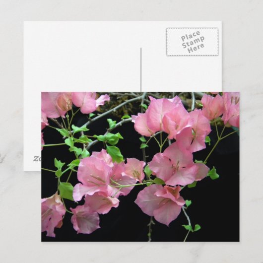 Roze Bouganvilla Clusters Briefkaart (Voorkant / Achterkant)
