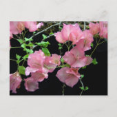 Roze Bouganvilla Clusters Briefkaart (Voorkant)