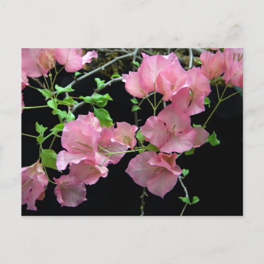 Roze Bouganvilla Clusters Briefkaart (Voorkant)