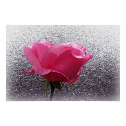 roze boven grijs perfect poster (Voorkant)
