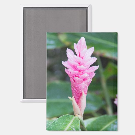 Roze Braziliaanse orchidee Magneet (Voorkant / Achterkant)