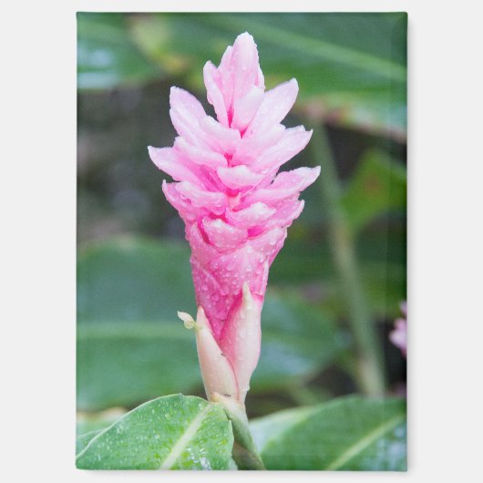 Roze Braziliaanse orchidee Magneet (Voorkant)