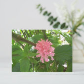 Roze Braziliaanse stekelventiel op een kaart met d (Staand voorkant)