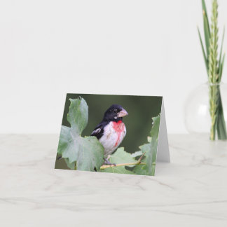 Roze-Breasted Grosbeak - Joe Sweeney - kaart
