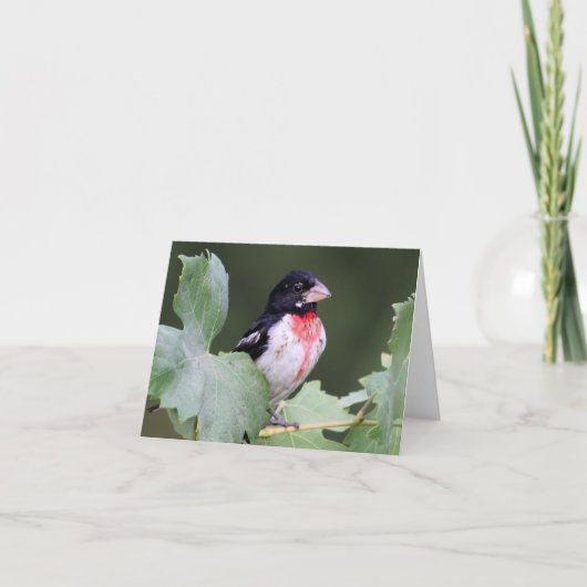 Roze-Breasted Grosbeak - Joe Sweeney - kaart (Voorkant)