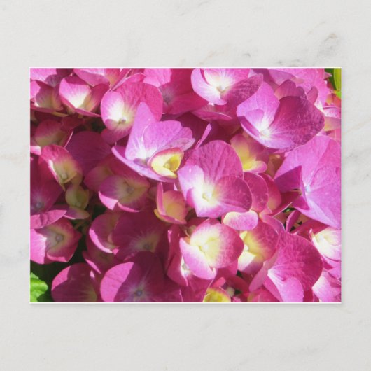 Roze briefkaart (Voorkant)