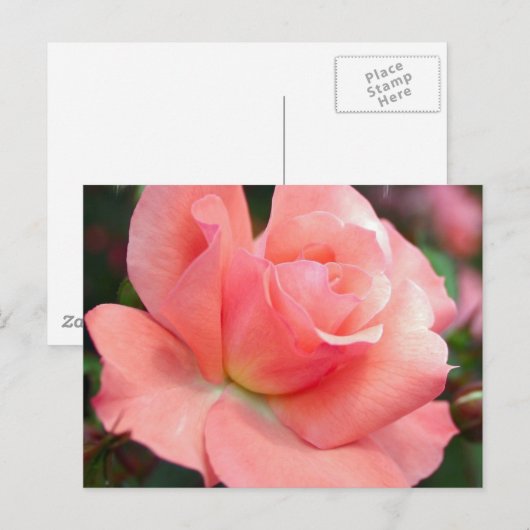 Roze Briefkaart (Voorkant / Achterkant)