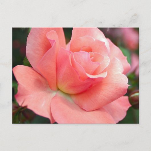 Roze Briefkaart (Voorkant)