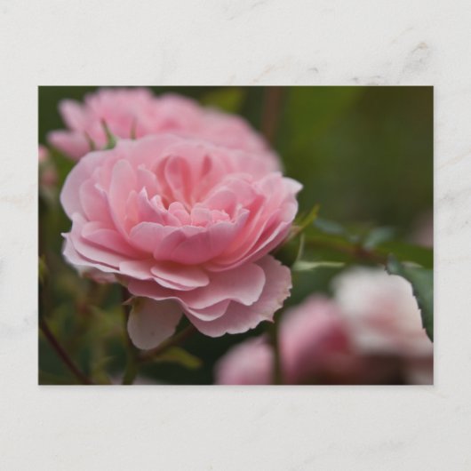 Roze Briefkaart (Voorkant)