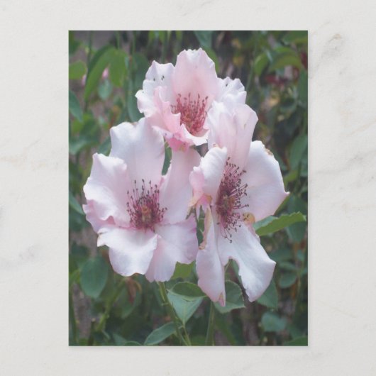 Roze Briefkaart (Voorkant)
