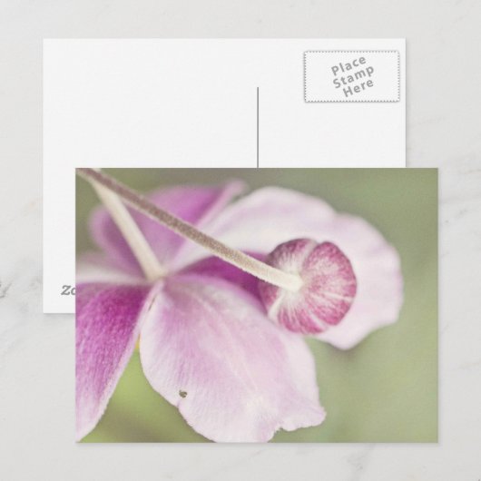 Roze Briefkaart (Voorkant / Achterkant)