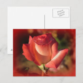 Roze Briefkaart (Voorkant / Achterkant)