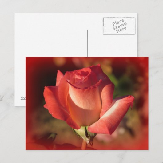 Roze Briefkaart (Voorkant / Achterkant)