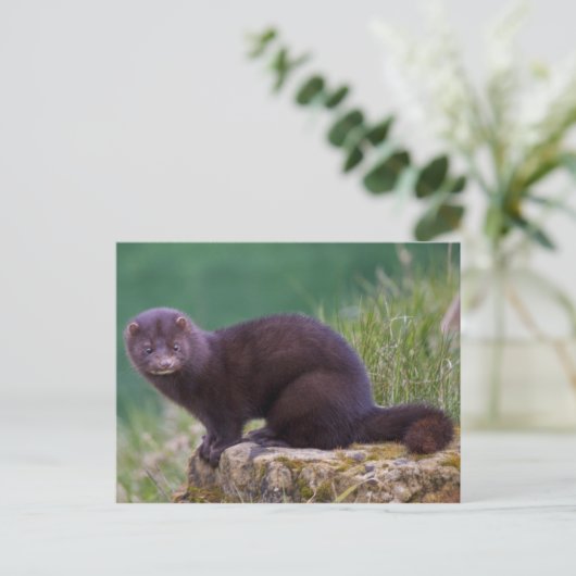 Roze Briefkaart (Staand voorkant)