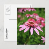 Roze Briefkaart (Voorkant / Achterkant)