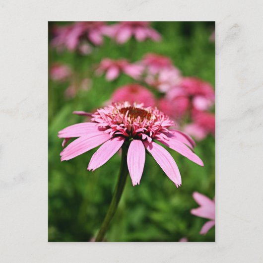 Roze Briefkaart (Voorkant)