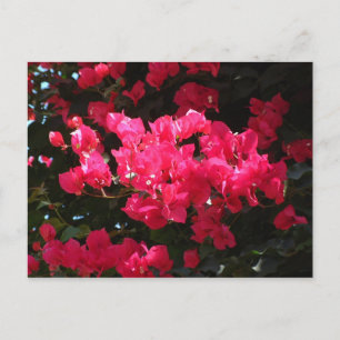 Roze briefkaart