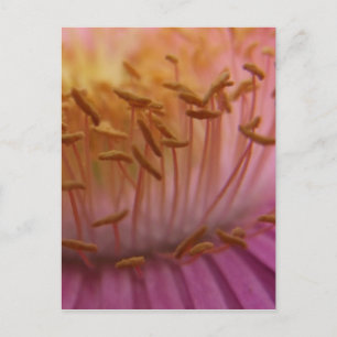 Roze Briefkaart