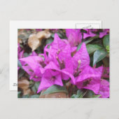 Roze Briefkaart Bougainvillea Flowers (Voorkant / Achterkant)