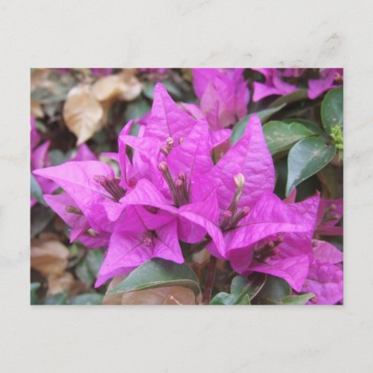 Roze Briefkaart Bougainvillea Flowers (Voorkant)