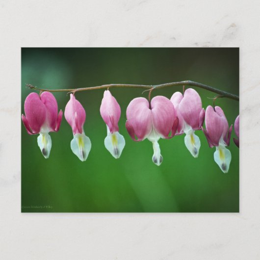 Roze Briefkaart Charms (Voorkant)