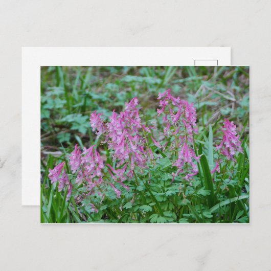 Roze Briefkaart Corydalis Flowers (Voorkant / Achterkant)