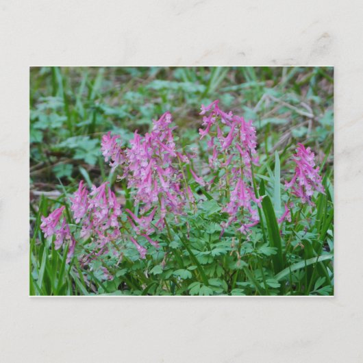 Roze Briefkaart Corydalis Flowers (Voorkant)