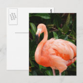 Roze Briefkaart Flamingo (Voorkant / Achterkant)