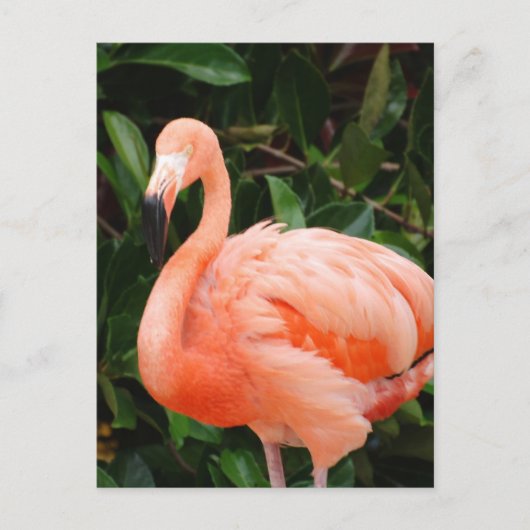 Roze Briefkaart Flamingo (Voorkant)