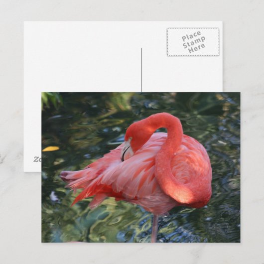 Roze Briefkaart Flamingo (Voorkant / Achterkant)