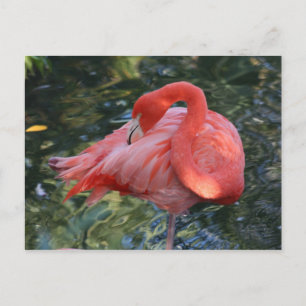 Roze Briefkaart Flamingo