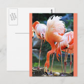 Roze Briefkaart Flamingo (Voorkant / Achterkant)