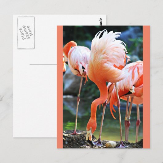 Roze Briefkaart Flamingo (Voorkant / Achterkant)