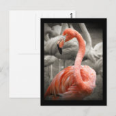 Roze briefkaart Flamingo (Voorkant / Achterkant)