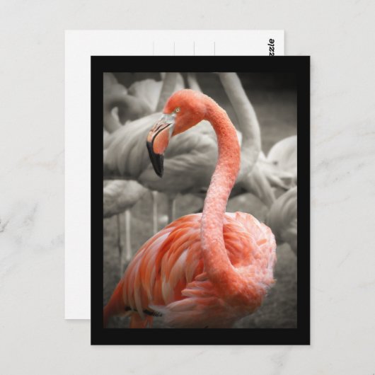 Roze briefkaart Flamingo (Voorkant / Achterkant)