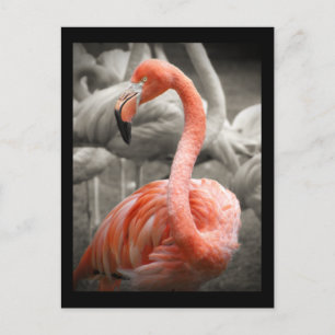Roze briefkaart Flamingo