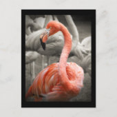 Roze briefkaart Flamingo (Voorkant)