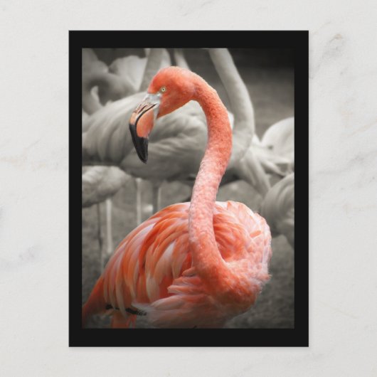 Roze briefkaart Flamingo (Voorkant)