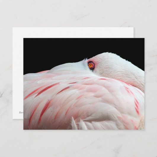 Roze Briefkaart Flamingo (Voorkant / Achterkant)