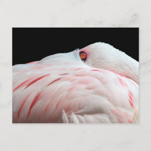 Roze Briefkaart Flamingo