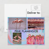 Roze Briefkaart Flamingos (Voorkant / Achterkant)