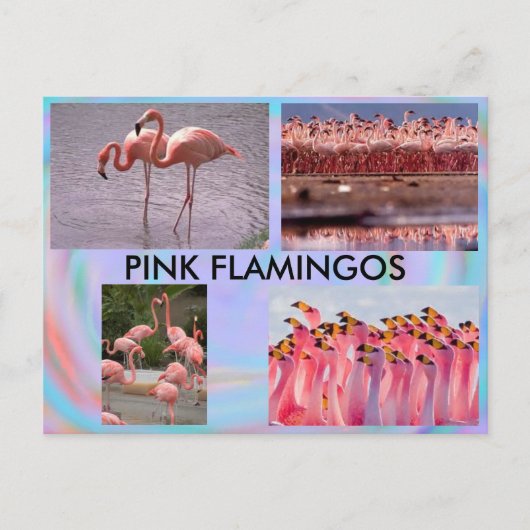 Roze Briefkaart Flamingos (Voorkant)