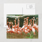 Roze Briefkaart Flamingos (Voorkant / Achterkant)