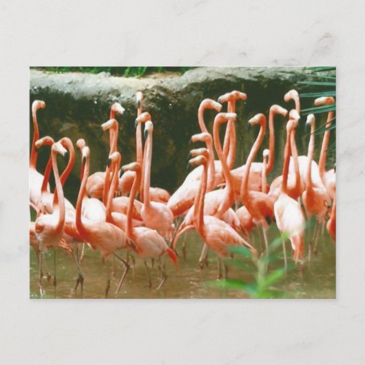 Roze Briefkaart Flamingos (Voorkant)
